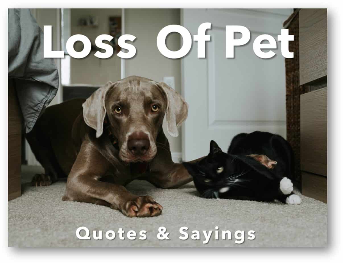 sympathy-quotes-sayings-for-loss-of-pet