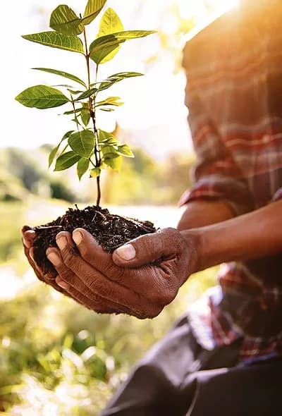 planting-a-memorial-tree-is-a-beautiful-way-to-celebrate-the-life-of-a