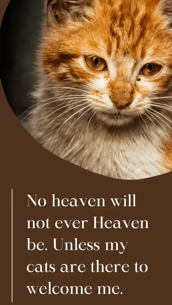 Cat Loss - Heaven