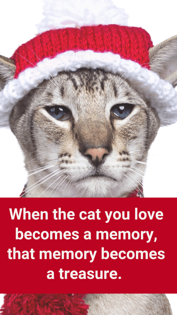 Cats Memory Becomes a Treasure