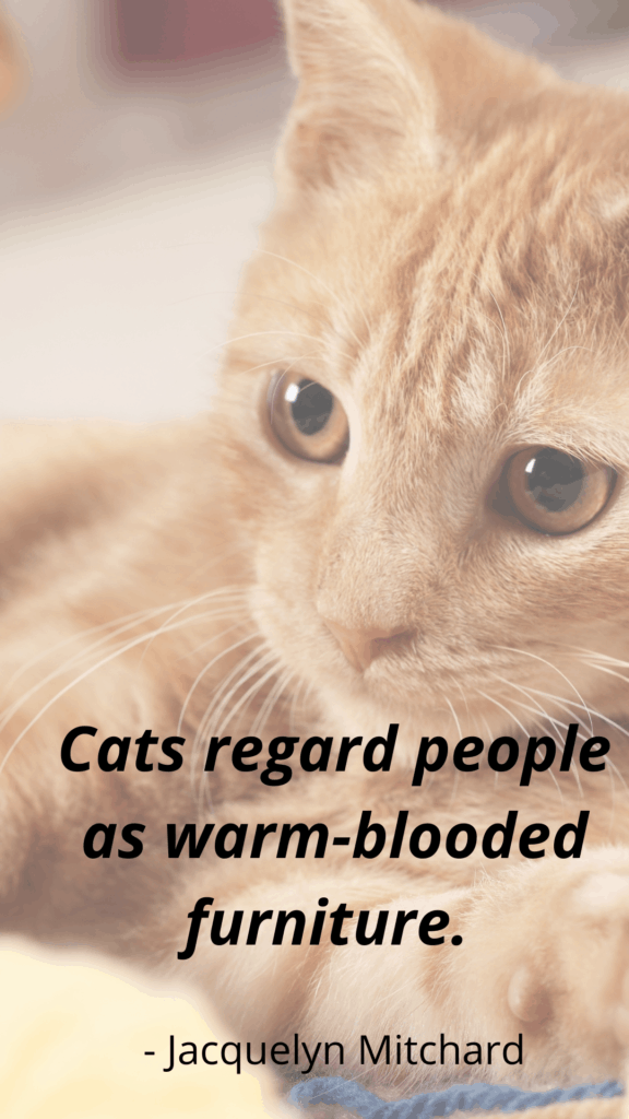 Cat Loss Saying - People Are Warm Blooded