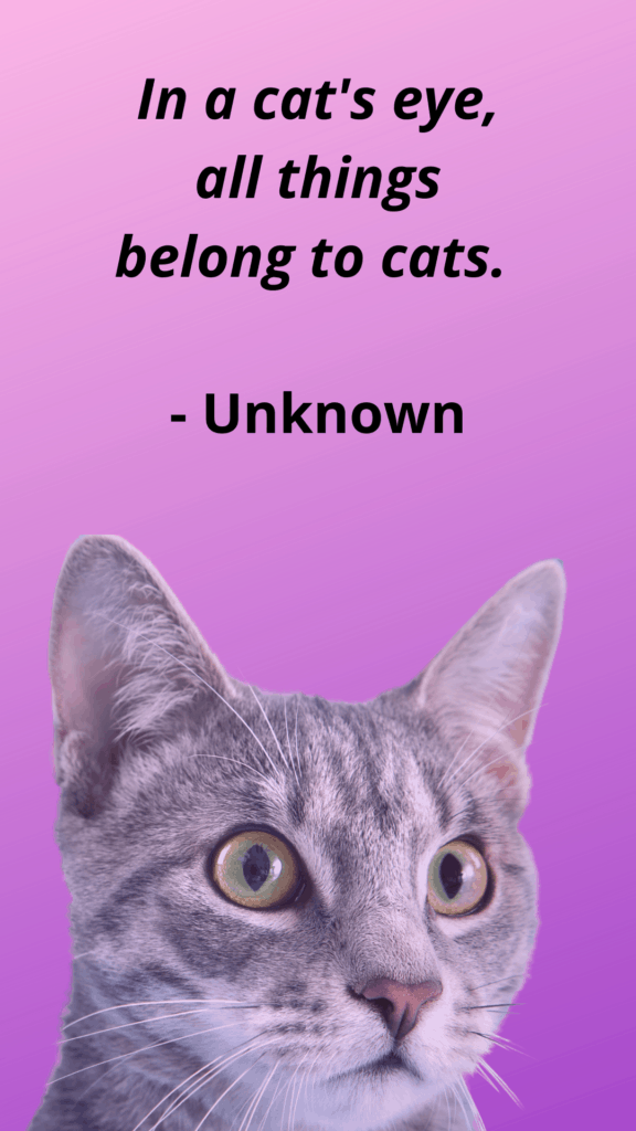 All Things Belong to Cats - Cat Loss Saying