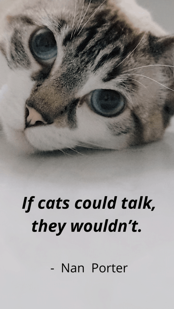 Cat Memory - If A Cat Could Talk