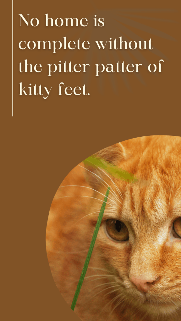 Cat Quote - Kitty Feet