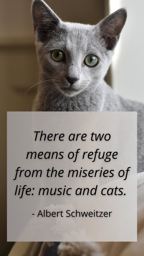 Cat Loss Saying - Music