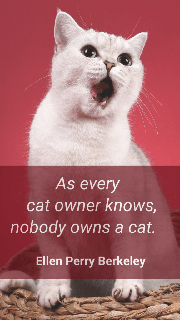 Cat Loss - Nobody Owns a Cat