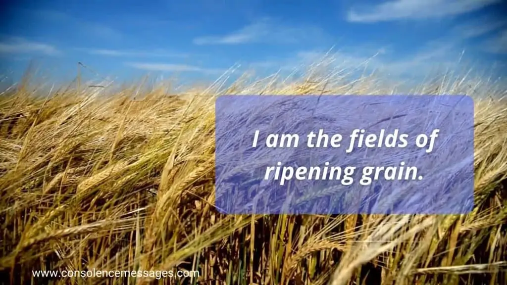 Do Not Stand at My Grave and Weep 
Quotes  - "I am the fields of ripening grain"